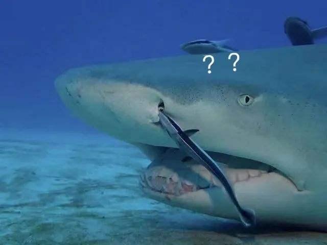 旗鱼能杀死鲨鱼吗，鲨鱼不吃身边的小鱼是真的吗