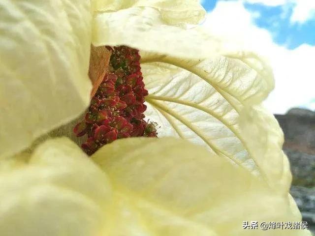 今年喜马拉雅山帝王花图片:喜马拉雅山400年一见的帝王花 有一种兰花叫“鬼兰”，一朵花能换一套房子，是真的吗？