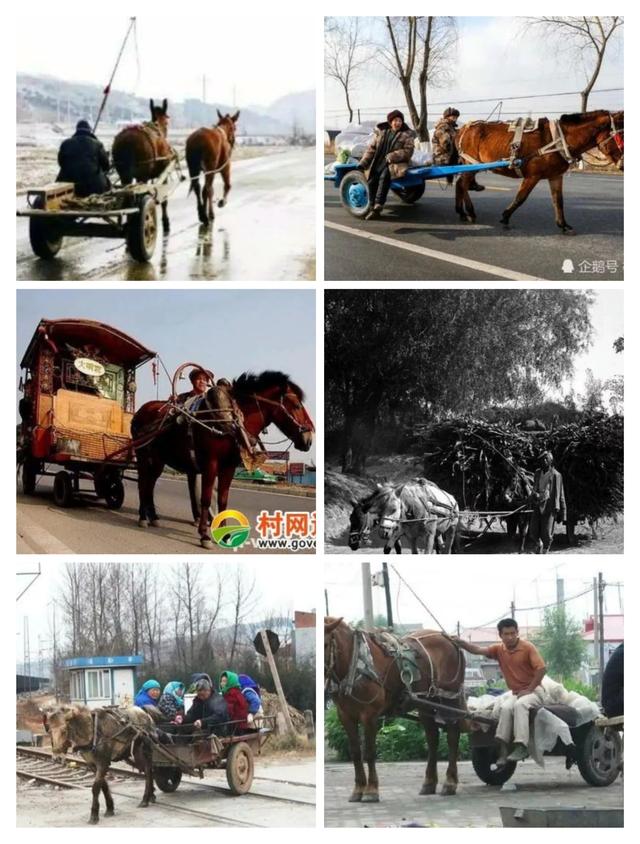 六七十年代农村大马车有几匹马?都拉什么货?赶车的都是些什么人？
