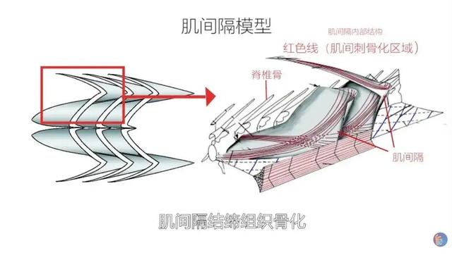 猫吃鱼会不会被鱼刺卡住:猫吃鱼为什么不会被鱼刺卡住嗓子？