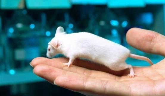 巴西狨猴:为什么一定要选小白鼠作为实验动物？