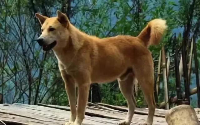 狗的寿命有多长:犬一般寿命是多少?最大能活多少岁?大型犬还是小型犬的寿命长？