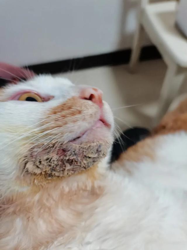 银渐层猫:银渐层猫贵贱看尾巴 家养银渐层皮肤反复出问题，已花费3千多，该不该继续治下去？