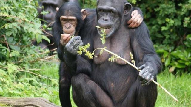 狗狗突然拼命吃草，是怎么回事？插图15