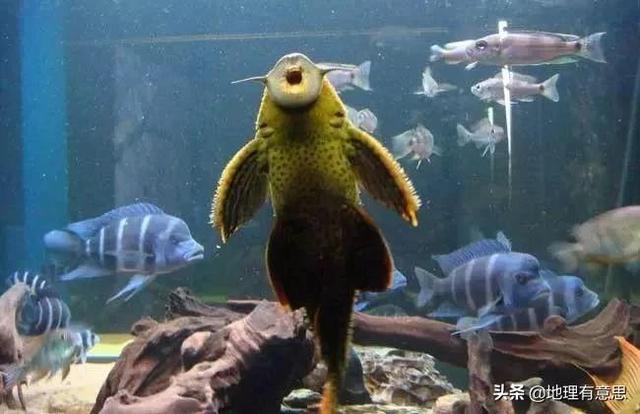 亮点水族箱如何除粪便:鱼缸清理粪便不用过滤器买点螺之类的或者清道夫可以吗？
