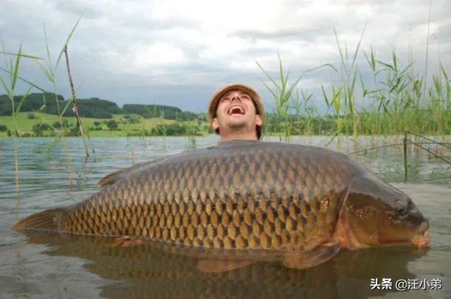 鱼的寿命有多久？有没有人见过鱼老死？插图130