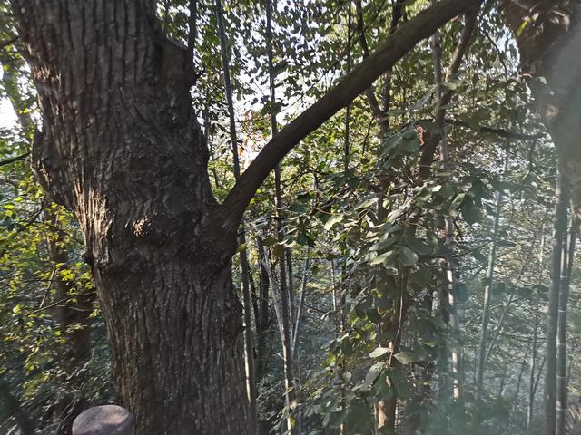 骆琦家庭背景:一个中年丧夫的女人，十年没有再找，她是怎么熬过来的