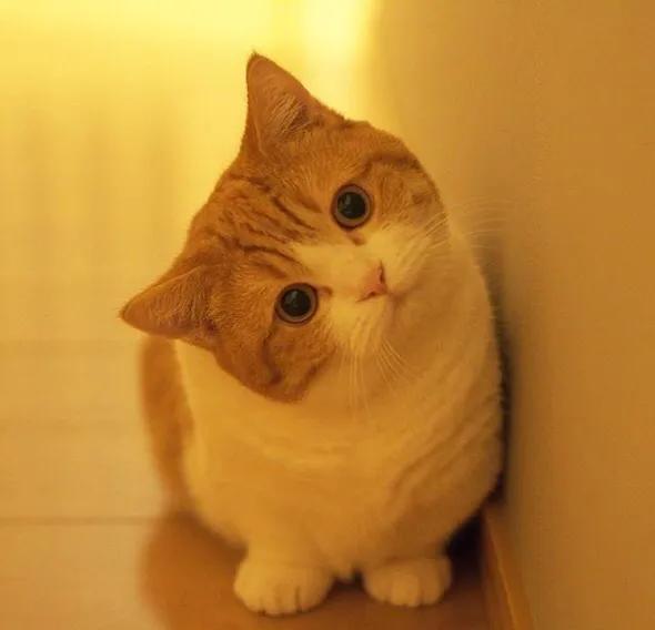 流浪猫和家猫的寿命差:猫咪之中，哪些猫寿命最短？