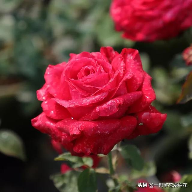 最香的几款月季品种是什么？插图114