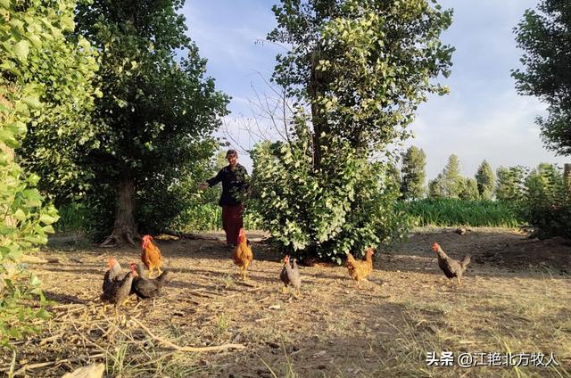 在果园散养土鸡,发现有黄鼠狼来咬鸡,有什么好的办法防治吗？