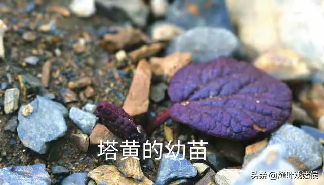 今年喜马拉雅山帝王花图片:喜马拉雅山400年一见的帝王花 有一种兰花叫“鬼兰”，一朵花能换一套房子，是真的吗？
