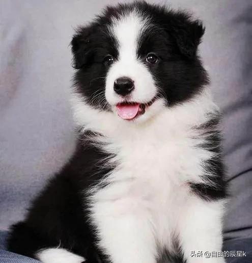 聪明的狗:世上智商排行前三的犬种是哪三种狗？有何依据？