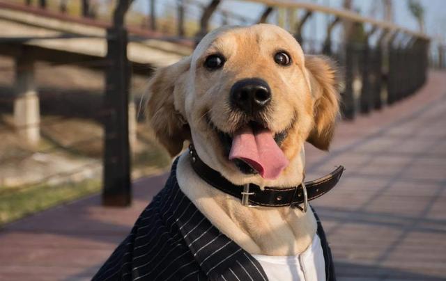 大家听过或经历过最感人的动物报恩的故事是什么？插图4