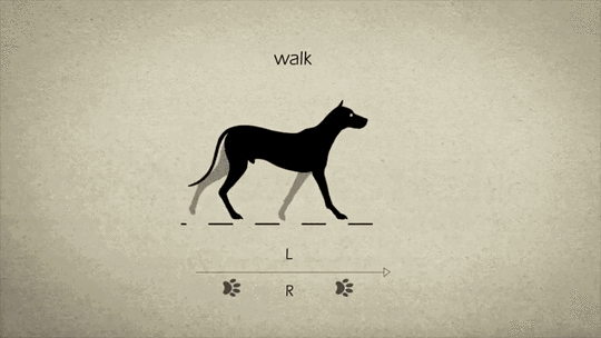 国外格力犬猎兔视频:打猎的狗，有哪些品种值得推荐？