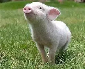 大家听过或经历过最感人的动物报恩的故事是什么？插图34