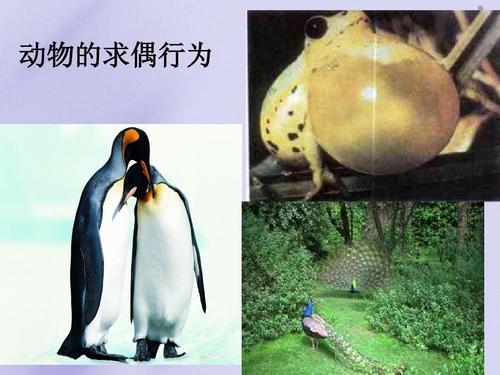 曾繁胜:人类的生殖隔离到底有多可怕