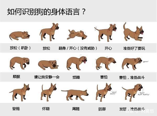 狂犬病的预防措施论文:狂犬病是什么病理？为什么一发作就不可逆转？