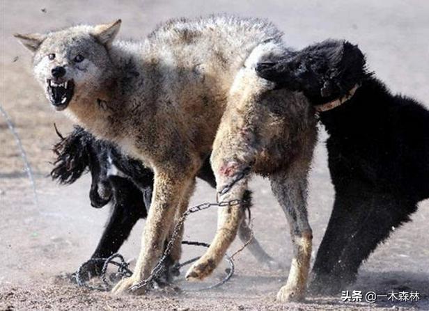 狩猎犬俱乐部:为什么狼群不敢攻击有牧羊犬保护的羊群？狼群难道打不过一条狗？