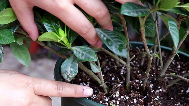 观叶植物:观叶植物的叶子为啥长不大？