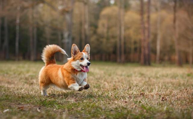 柯基:柯基犬那么小，腿还短，怎么就成牧牛犬了？不怕被牛踩吗？