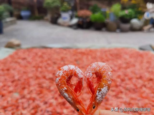 老妈说70年代海里的小海鲜有的是，人们都不稀得吃，是真的吗？插图11