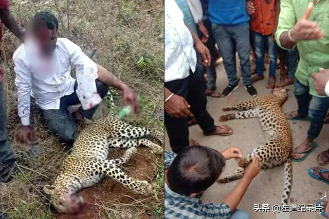 东北虎秒杀藏獒:如果一个成年壮汉勒住东北虎脖颈能将其裸绞致死吗？