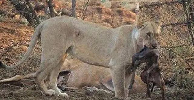 鬣狗vs比特犬:三只比特犬多久可以咬死一只苏门答腊虎？为什么？