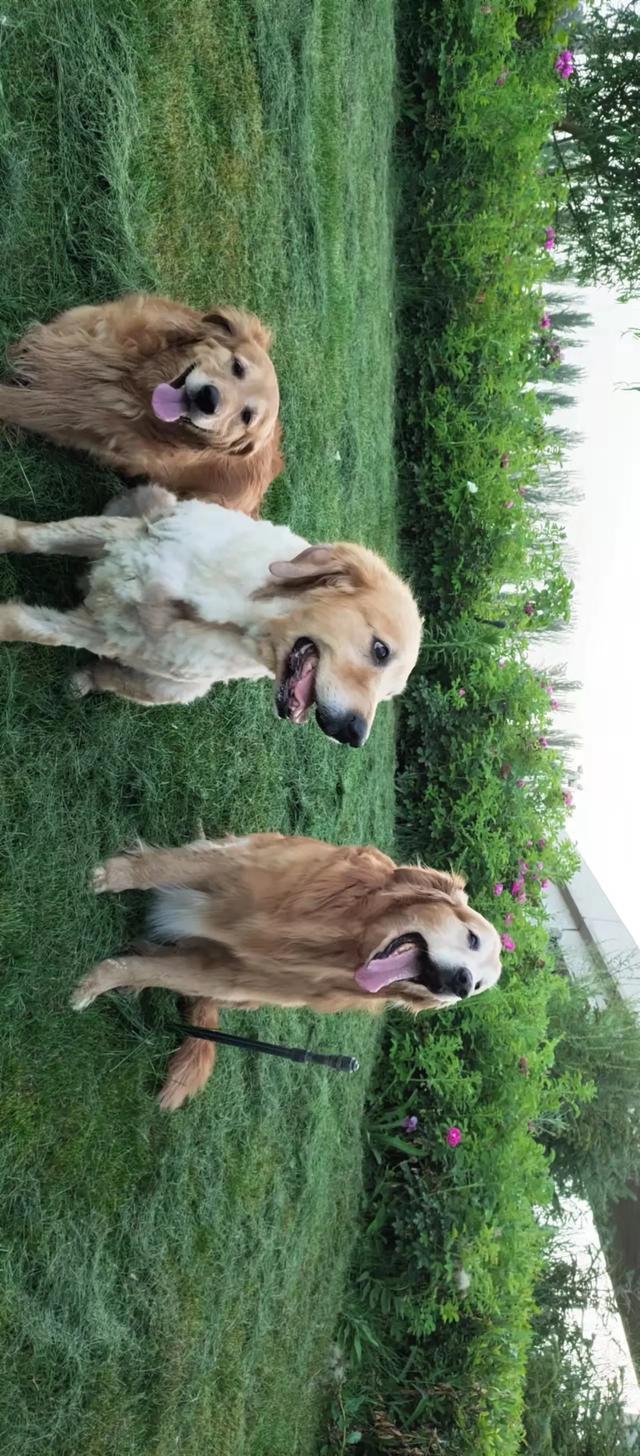 养狗之后，家里为什么会那么臭？插图7