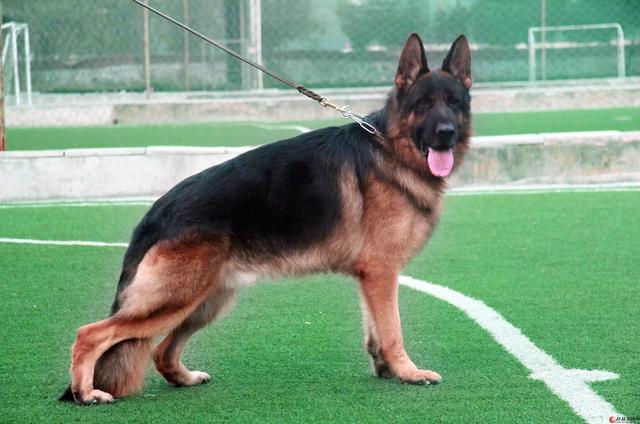 平背德牧容易生病:有些人说德国牧羊犬不适合成为家庭伴侣犬，真的是这样吗？