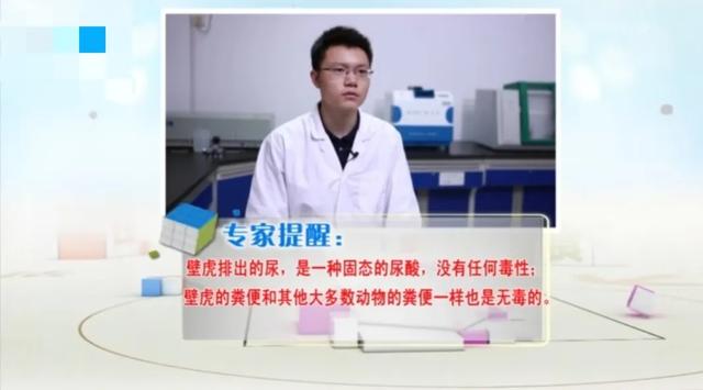 散养绿鬣蜥冬天怎么办:家里进了壁虎，要不要赶出去？