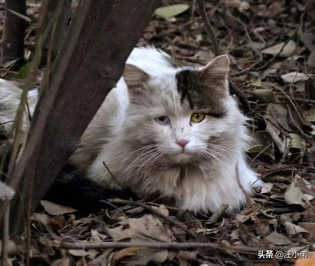 猫咪不乖by:现在的家养猫一辈子不出门对他们来说真的好吗？