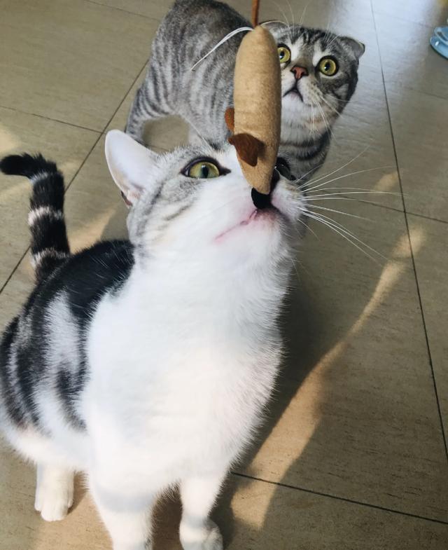 宠物猫为什么建议喂猫粮而尽量不喂稀饭？