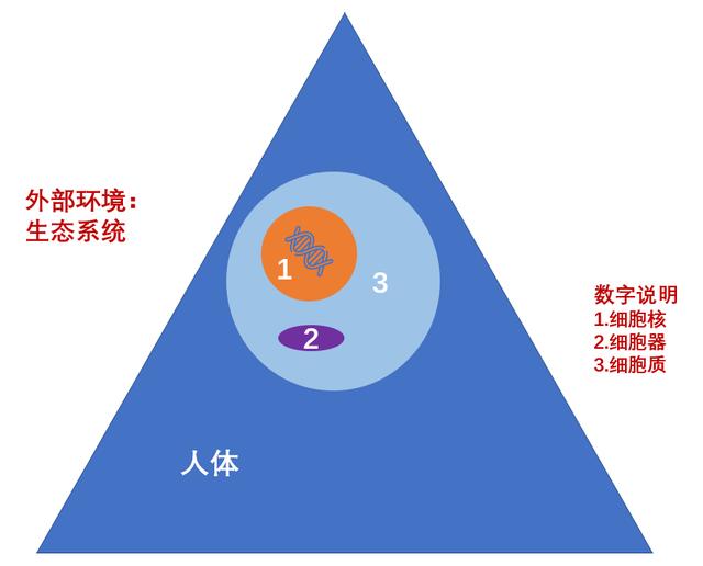 为什么德军装扮英军不容易被认出来，而日军装扮八路军总是露馅？插图67