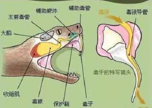 乌苏里蝮蛇与野鸡脖子那个毒:乌苏里蝮蛇毒性大吗 毒蛇被它的敌人吃了，会不把敌人毒死？