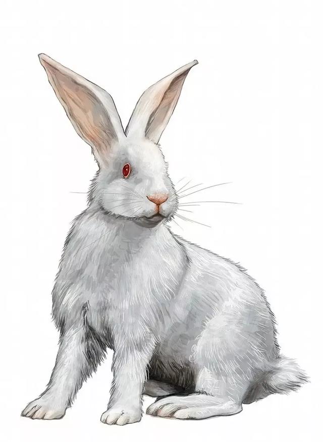 属兔男命运怎么样,属兔的男人都喜欢什么样的女人？