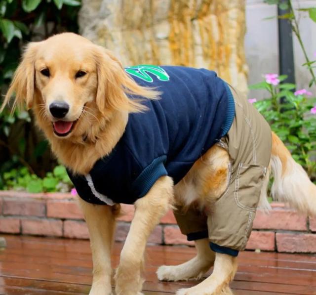 狗的命门在哪里？被大型犬追咬时，怎样做才是正确的自救方法？插图38