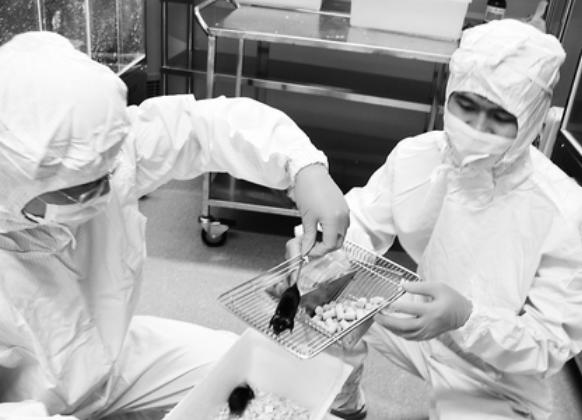 巴西狨猴:为什么一定要选小白鼠作为实验动物？
