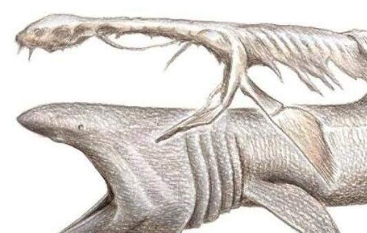 关于龙的真实事件，1977年，日本捕鱼船捞起的海怪，真是濒临灭绝的蛇颈龙吗