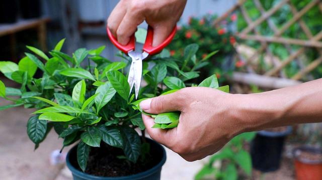 观叶植物:观叶植物的叶子为啥长不大？