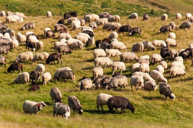 养羊50只一年赚多少钱（养多少羊一年能挣十万）