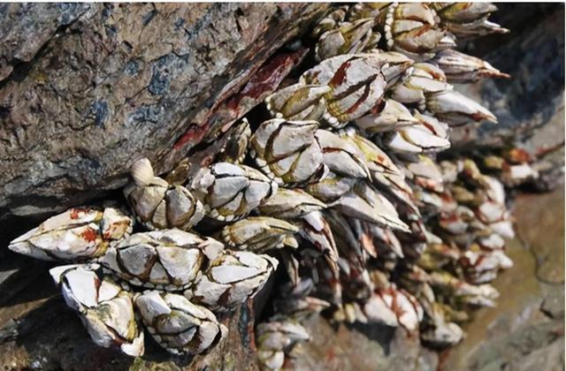 为什么禁止食用海虹，船底清污刮下来的几十吨海鲜可以吃吗