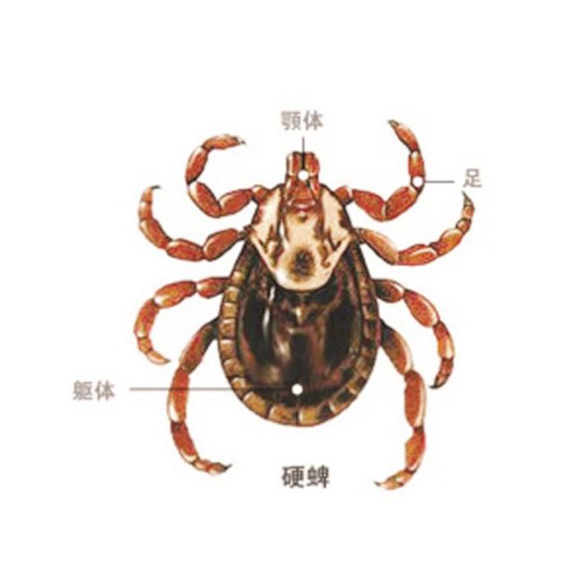 猫蜱虫叮咬后伤口图片:河南信阳3人因蜱虫病逝，曾为去世者穿寿衣，夺命蜱虫如何自救？