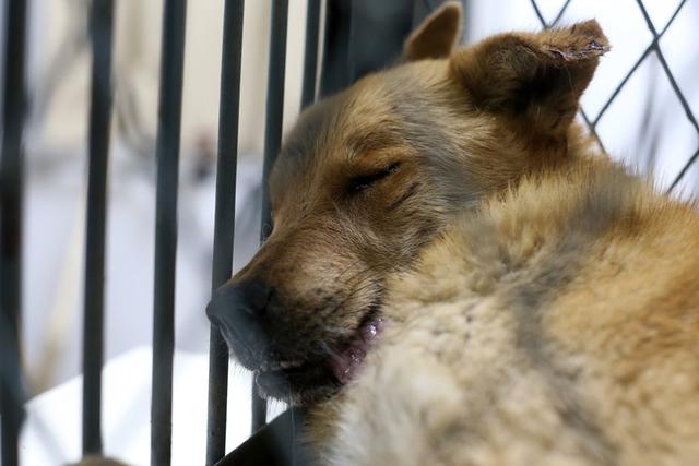 狗的命门在哪里？被大型犬追咬时，怎样做才是正确的自救方法？插图11