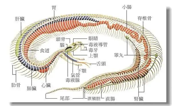四川地震55米巨蟒图片，大蟒蛇是如何生吞人的难道人跑不掉吗