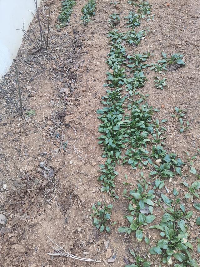 为什么有人说千万不要买复式楼房？插图