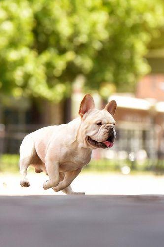 法牛犬图片:法国斗牛犬大概多少钱一只？