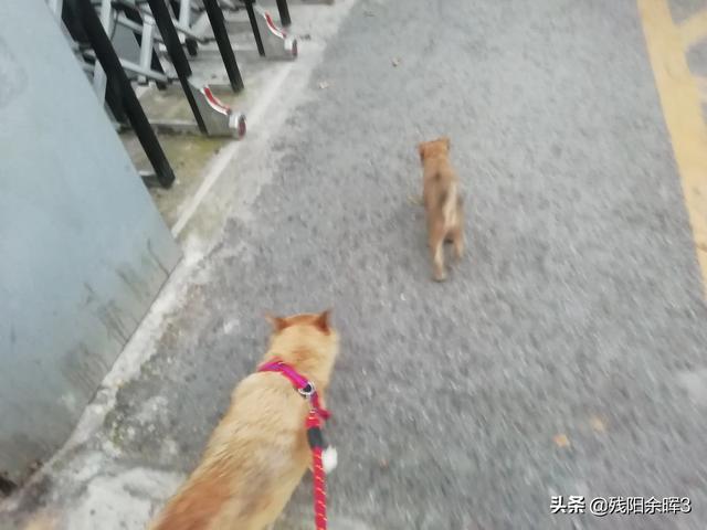 狗狗什么时候开始认主？插图21