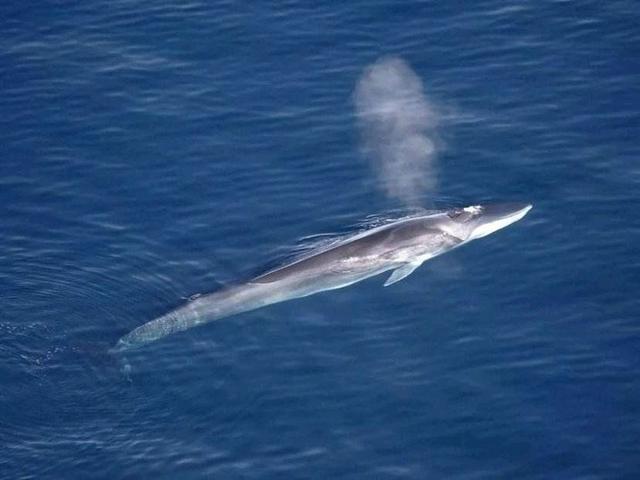 鲸鱼怎么睡觉的，为什么海洋哺乳动物睡熟后不会被淹死
