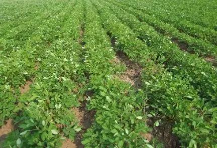 花生地能不能重茬? - 我的小天地