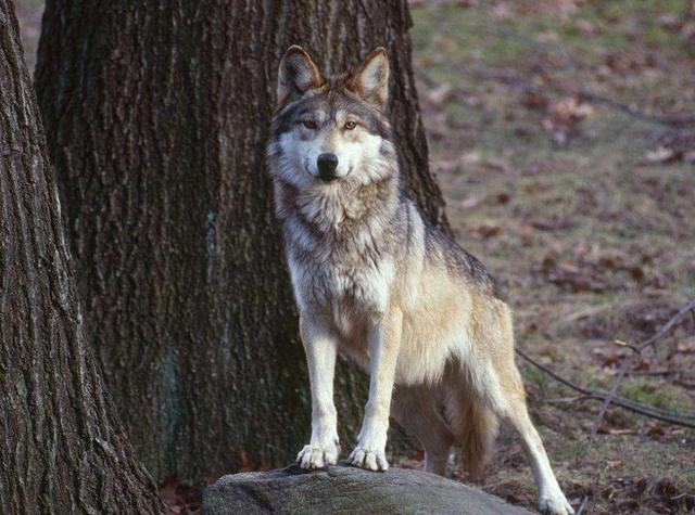 狗狗对屠夫会害怕，在野外屠夫遇到狼是否一样，狼也会怕？插图20